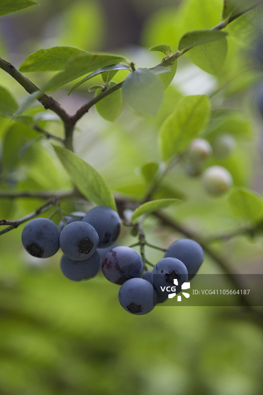 树枝上的蓝莓特写图片素材