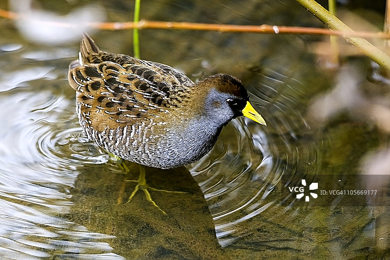 卡罗来纳秧鸡水鸟图片素材