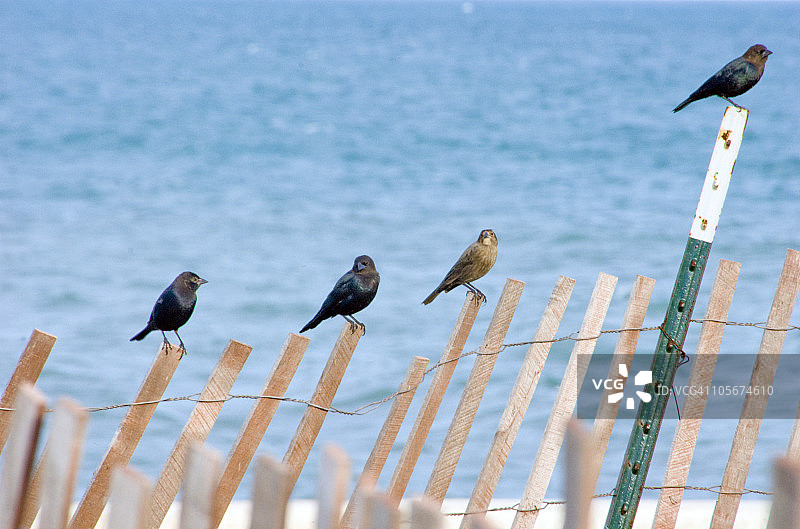 栅栏上的鸟图片素材