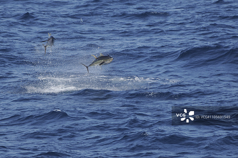 金枪鱼追逐飞鱼图片素材