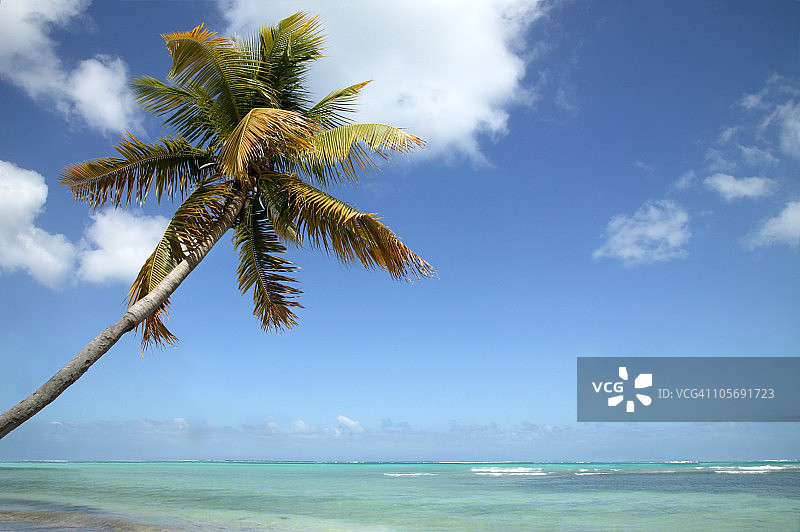 加勒比海绿松石水上的棕榈树图片素材
