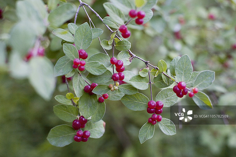 野生植物上的红色浆果图片素材