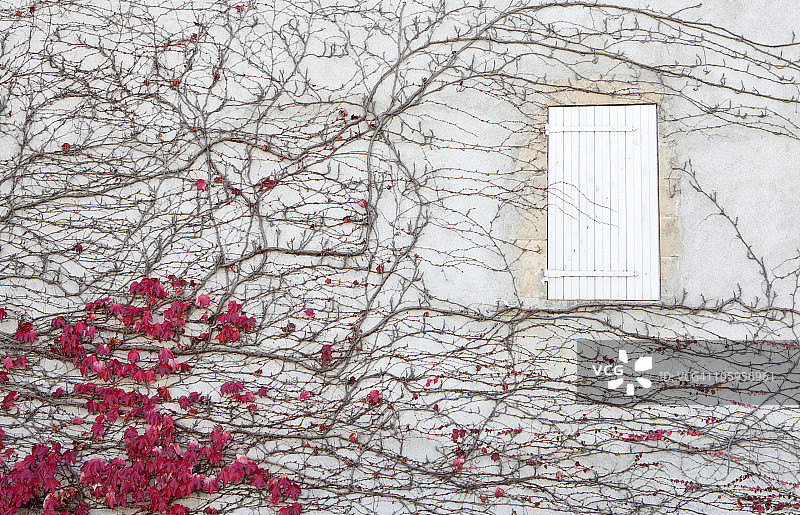 白色墙壁上的窗户与树枝图片素材