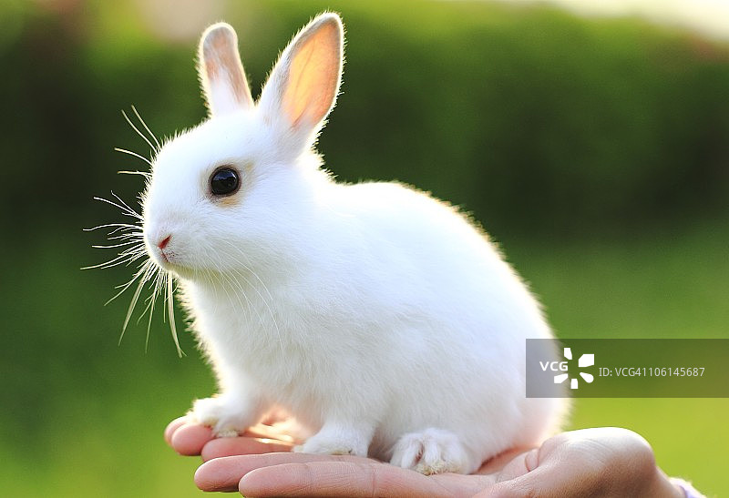 手上的小兔子图片素材