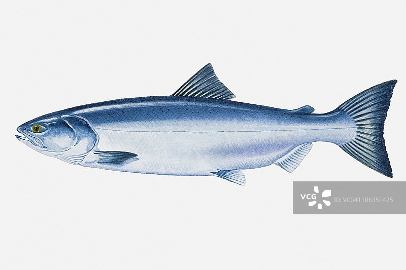 太平洋秋鲑插画图片素材
