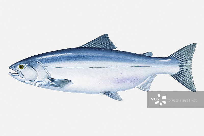 细鳞大麻哈鱼（Oncorhynchus masou）鱼插画图片素材