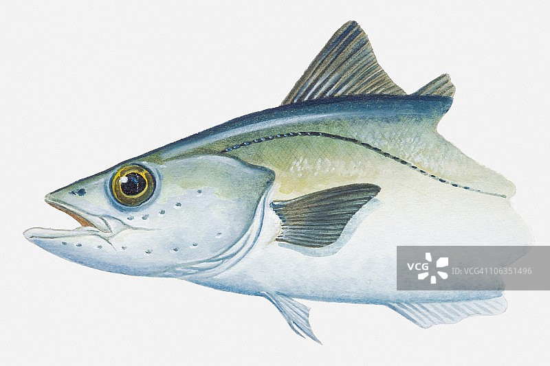 绿鳕鱼插画图片素材