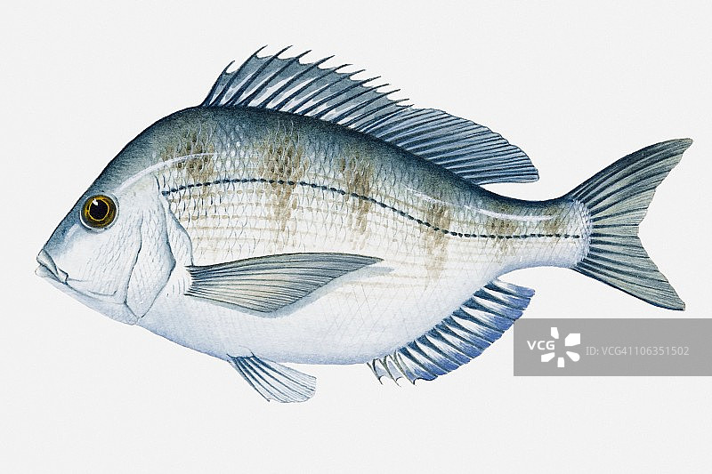 大西洋刺鲷插画图片素材
