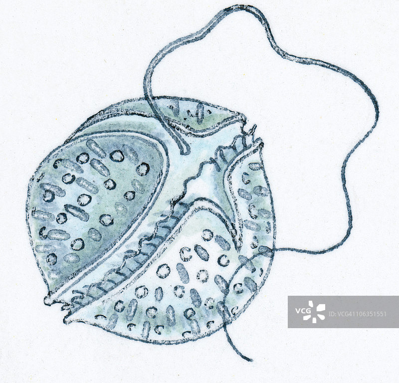 有毒的微观浮游生物插画图片素材