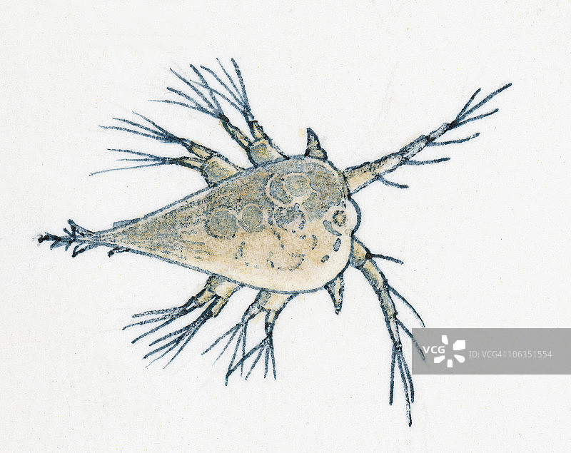 年轻的岩石藤壶插图图片素材