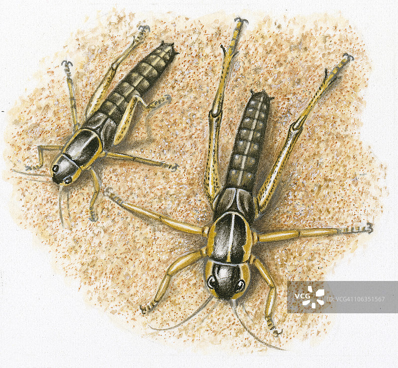 蝗虫若虫第二次蜕皮及大小变化插画图片素材