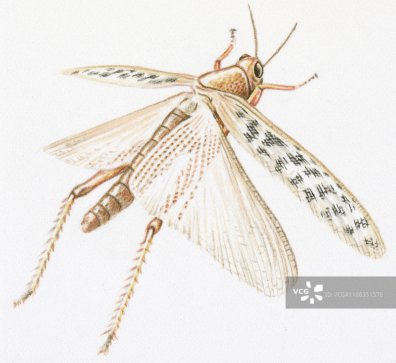 展开翅膀的红蝗插画图片素材