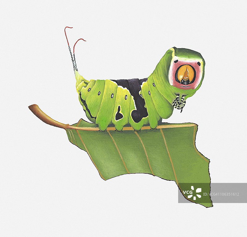 猫蛾毛虫在茎上插画图片素材