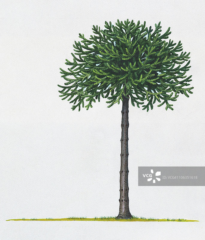 南洋杉树插画图片素材