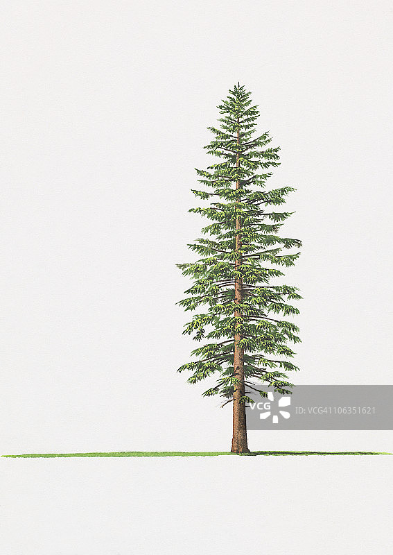 圣卢西亚冷杉树插画图片素材