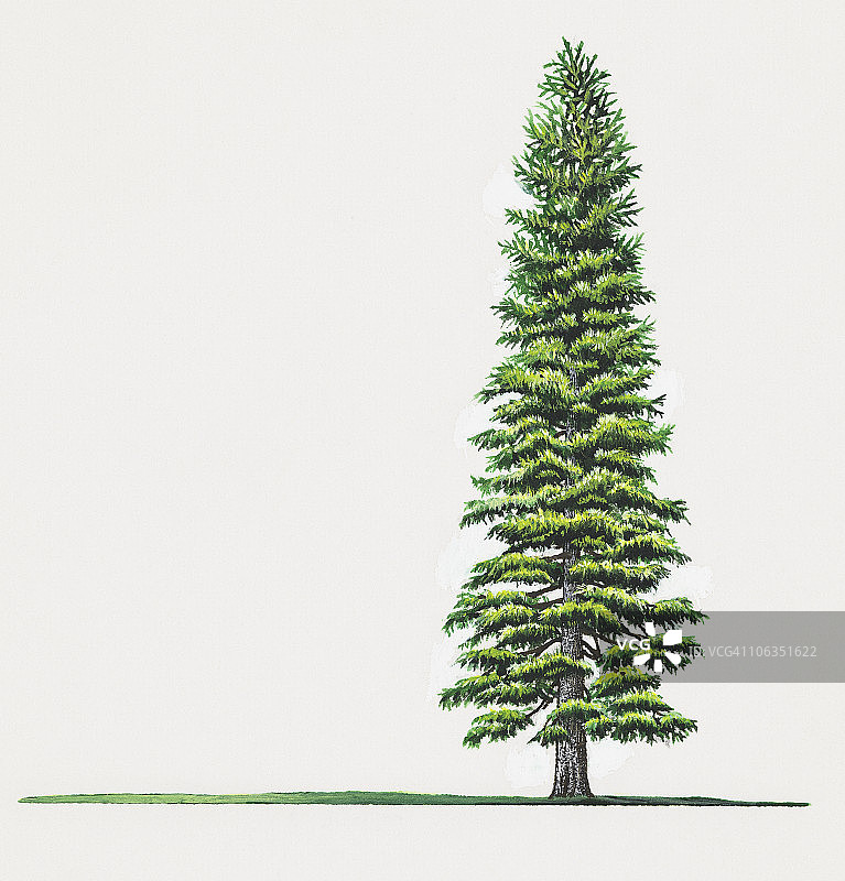 科罗拉多冷杉树插画图片素材