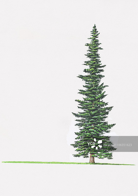 亚高山冷杉树插画图片素材