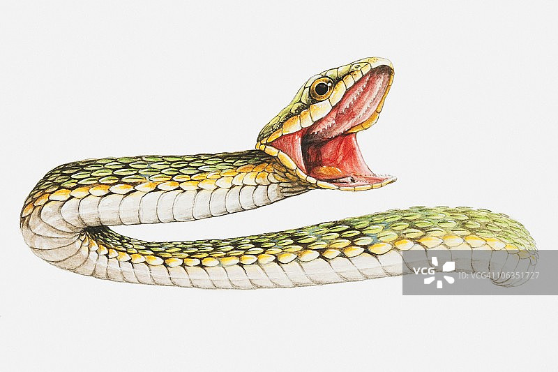 蛇嘶嘶叫的插图图片素材