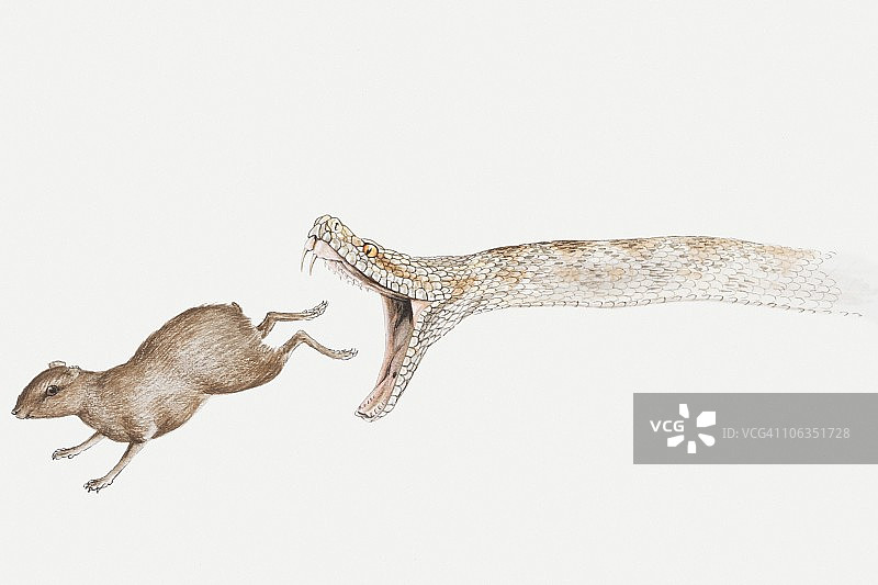 蛇追逐啮齿动物侧视图插画图片素材