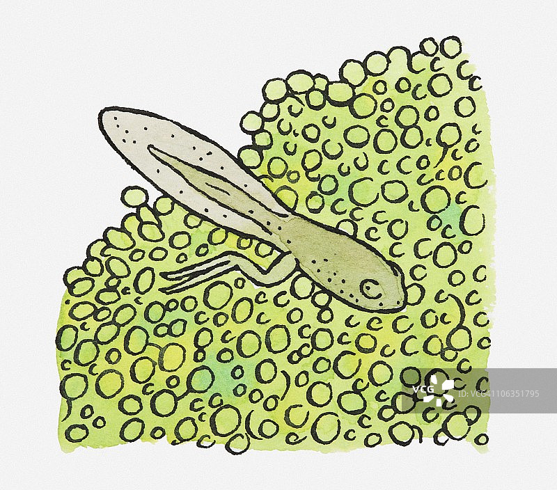 与青蛙卵混合的绿色蝌蚪插画图片素材