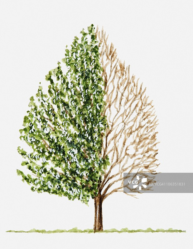绿色树叶和锥形树光秃树枝插画图片素材