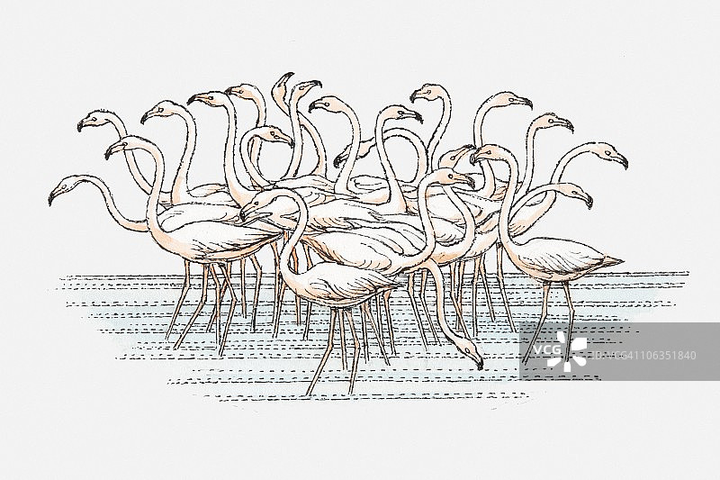 小火烈鸟群水中站立插画图片素材