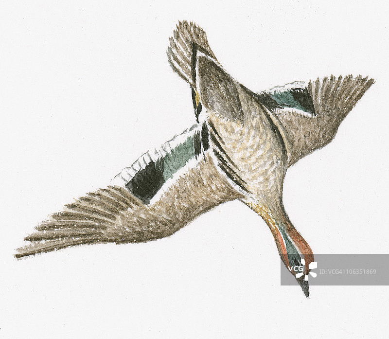 普通绿翅鸭潜水插画图片素材