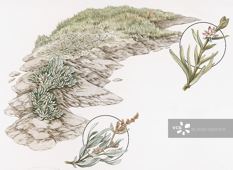 海蓬子和海马齿苋作为生长在沼泽上的植物内嵌示例插画图片素材