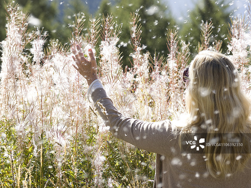 女人抖动棉絮，成熟的柳兰植物图片素材