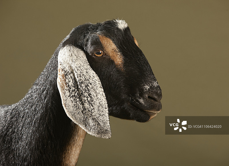 努比亚山羊工作室照图片素材