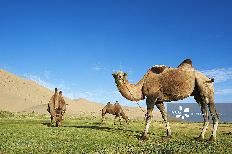 蒙古戈壁沙漠的洪果林埃尔斯沙丘图片素材