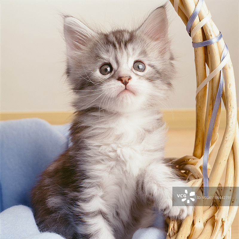 坐在篮子里的缅因猫幼崽图片素材