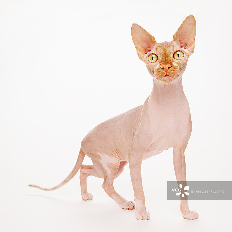 白色背景上的无毛猫图片素材