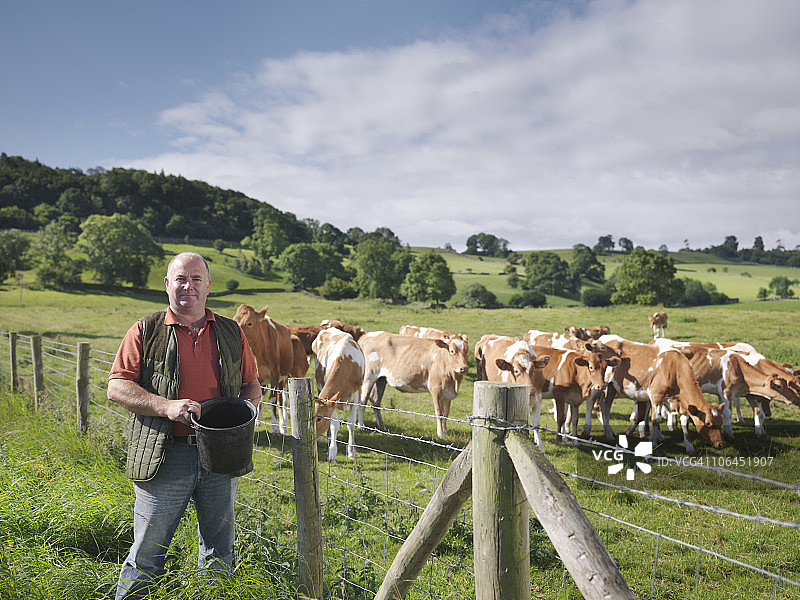 农民和根西岛小牛图片素材