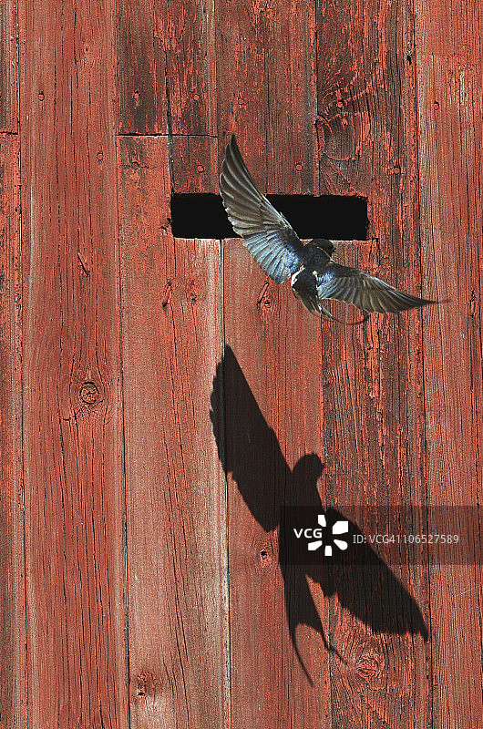 家燕（Hirundo rustica）图片素材