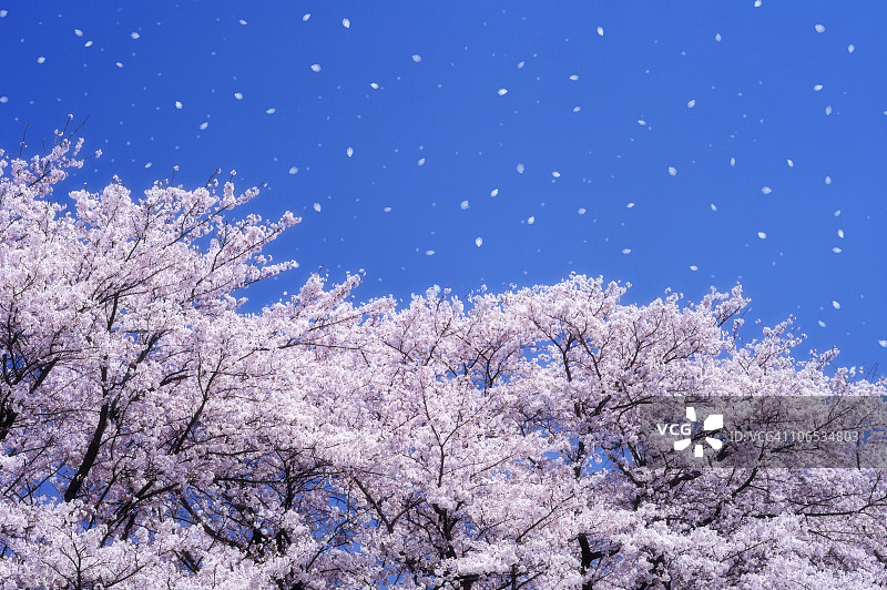 日本本州岛京都府的樱花图片素材