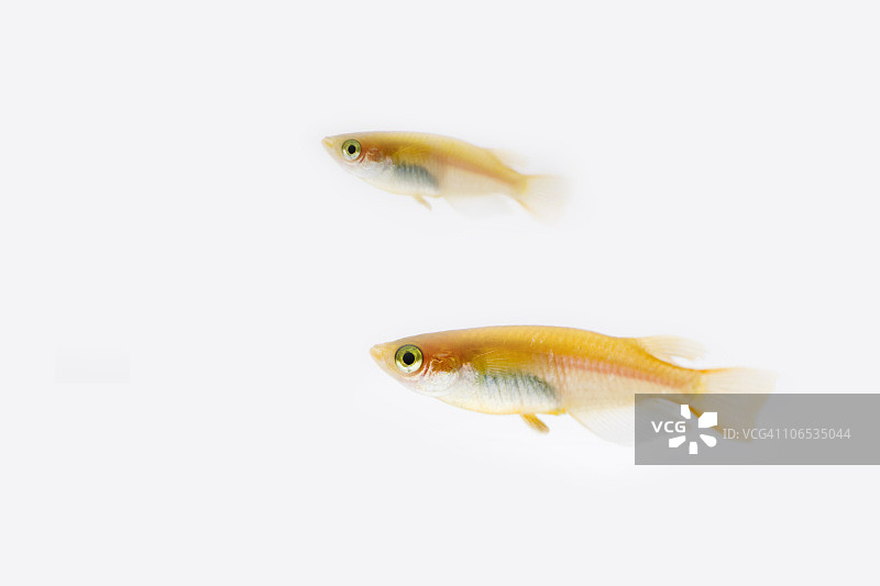 日本青鳉图片素材