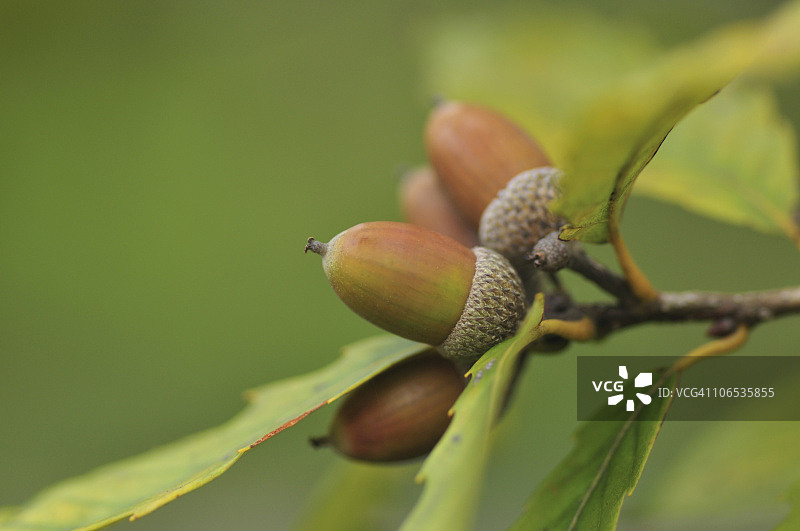 日本本州千叶县麻栎上的橡子图片素材