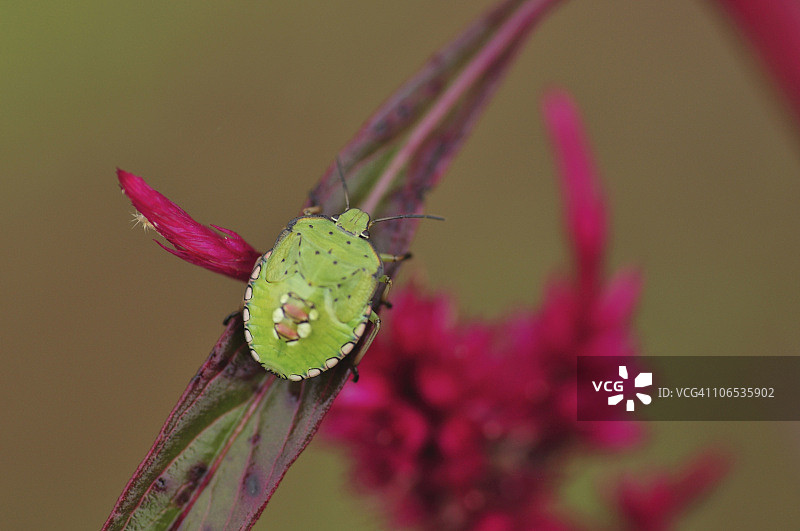 树叶上的绿色盾虫，日本本州千叶县图片素材