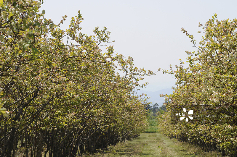 日本本州岛，鸟取县大山蓝莓园图片素材