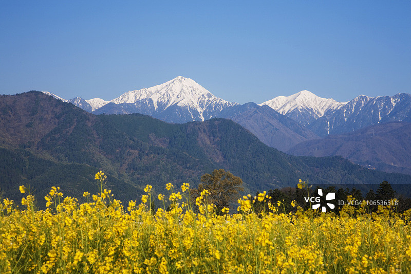 油菜花田与雪山背景图片素材