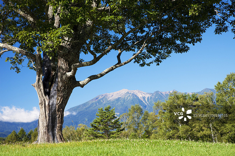 日本本州岛长野县的枹栎树和御岳山图片素材