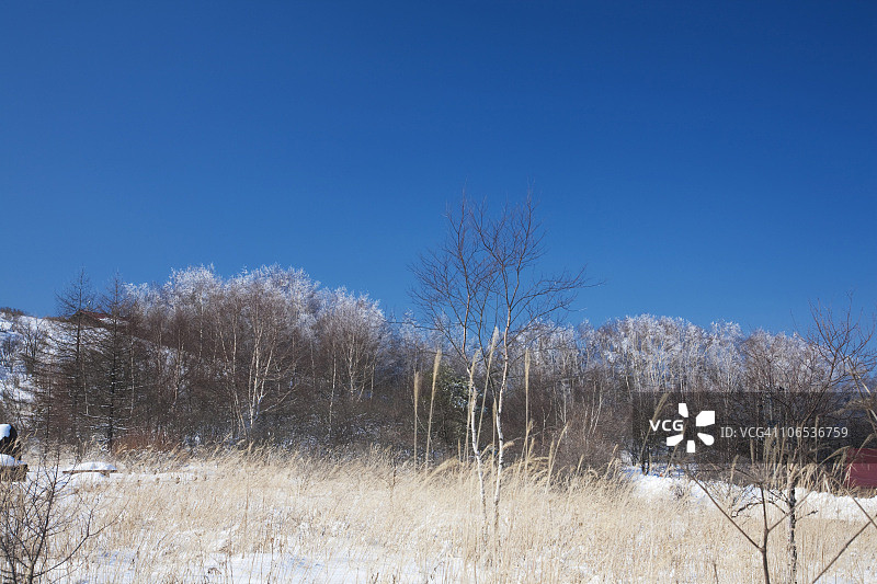 冬季八岛原湿原，日本本州岛长野县图片素材
