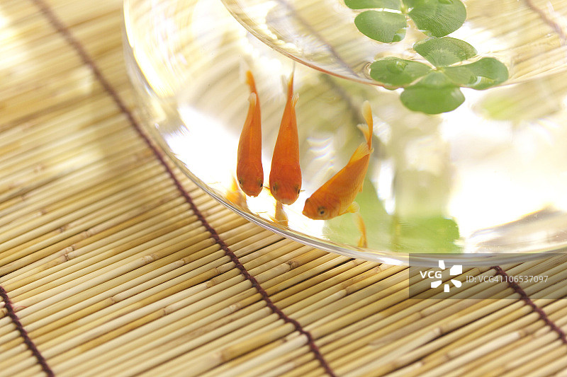 玻璃碗中的四叶草和金鱼，日本神奈川县图片素材