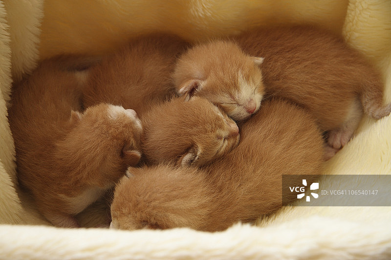 四只橙色小猫图片素材