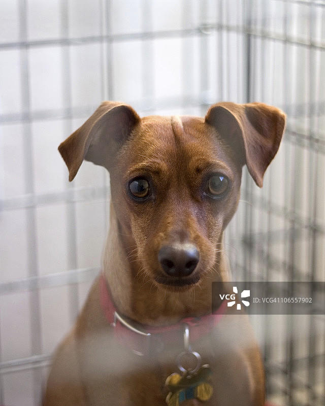 流浪狗图片素材