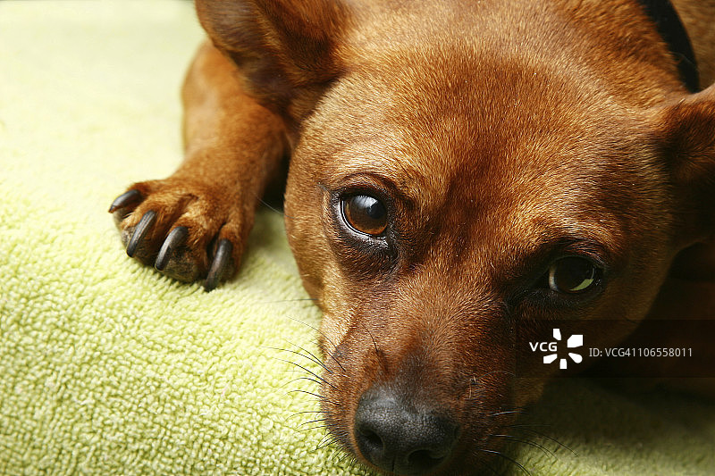 迷你品甜点图片素材