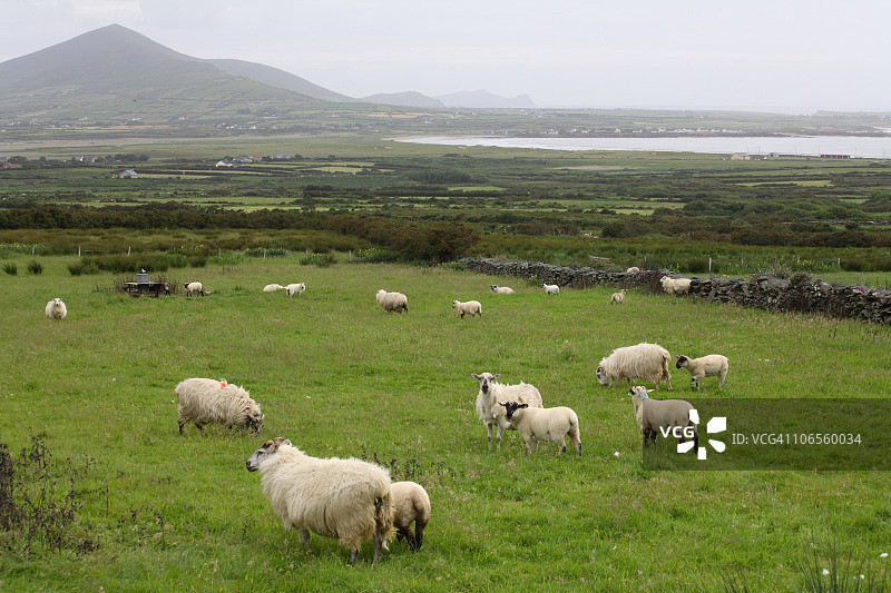 丁格尔的绵羊图片素材