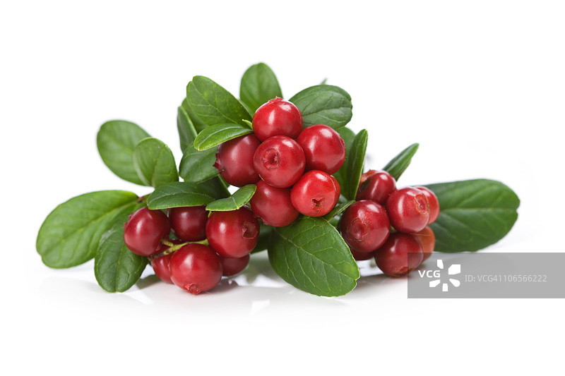白色背景上的蔓越莓图片素材