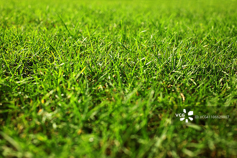 草地图片素材